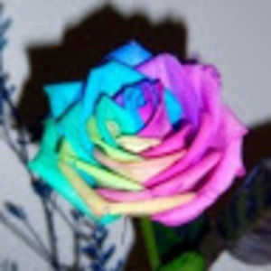 Meet your Posher, Justine